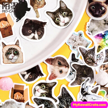 Cute Cat Moods Decorative Stickers 46 Pc Pack