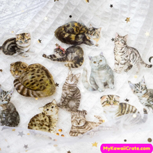 Cat and Kitten Stickers